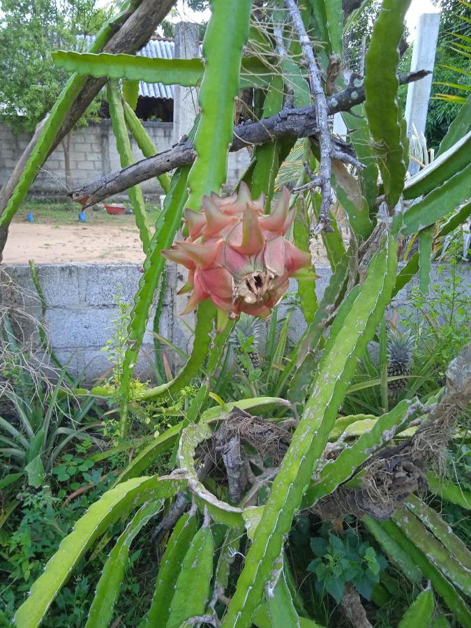 טנגלה Sanaya Homestay מראה חיצוני תמונה